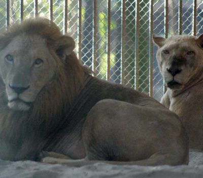 lion