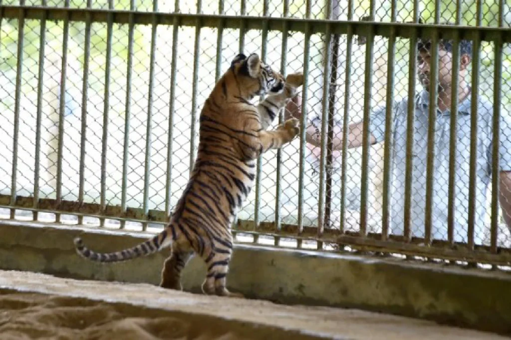 tiger