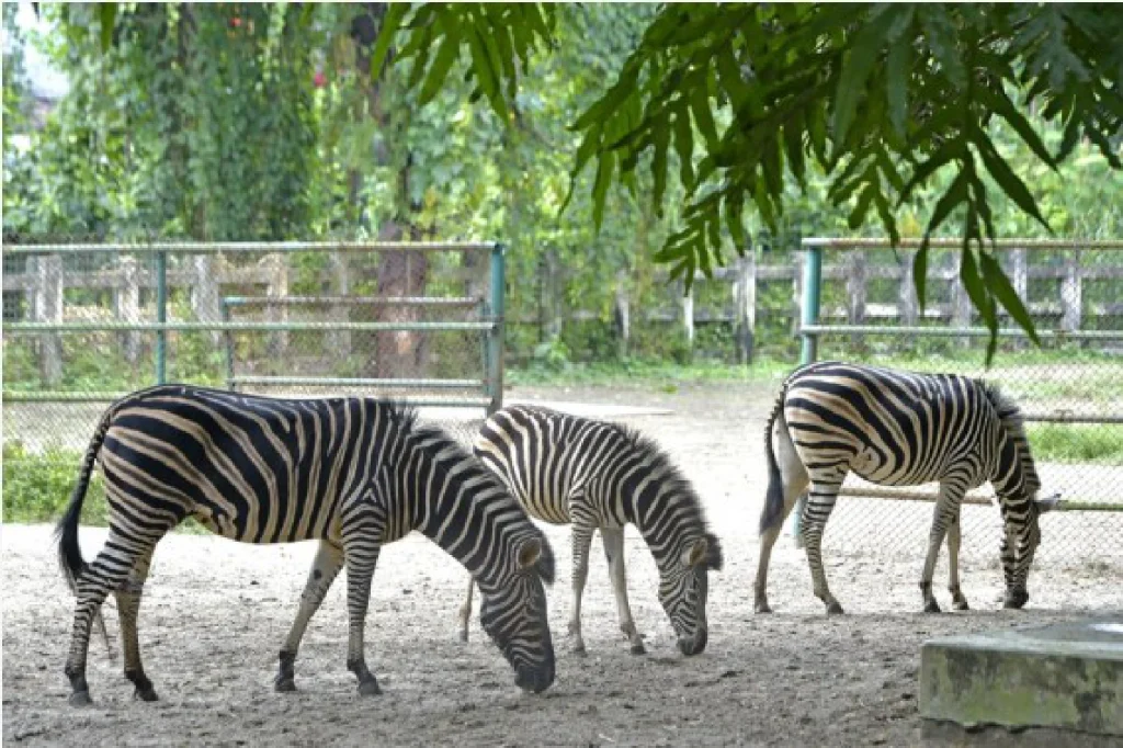 zebra